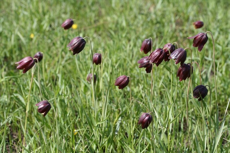 Fritillaria Ruthenica Black Night Flower Limited Quantity VERY RARE 3 Seeds image 2