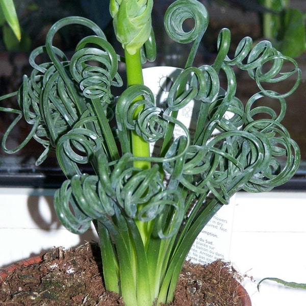 Albuca Spiralis 3 Seeds Amazing Plant Curly Twisted Leaves Very Rare * Limited *