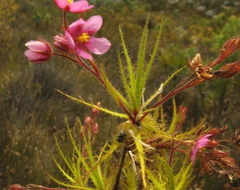 Roridula dentata - Bâton de rosée - Protocarnivore - Très rare - 3 graines