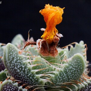 Faucaria Felina Tiger Jaws Rare Succulent Plant 10 Seeds image 3