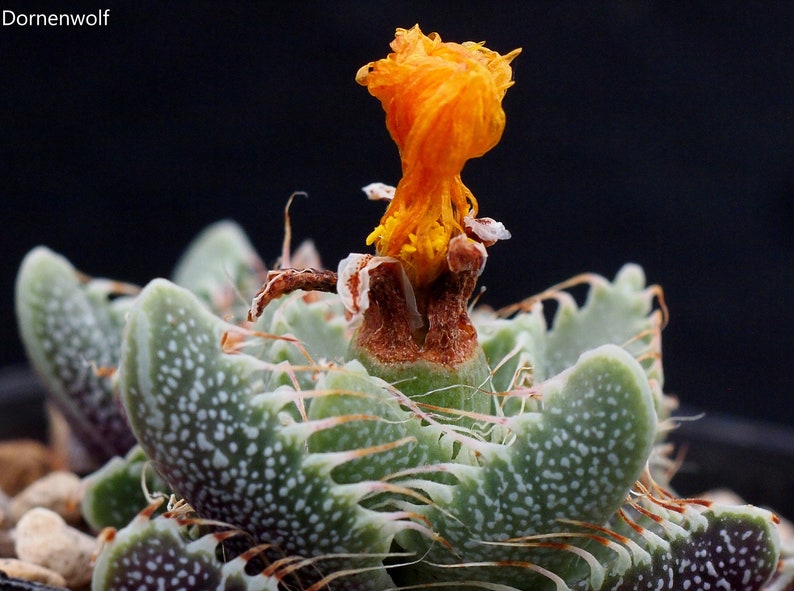 Faucaria Felina Tiger Jaws Rare Succulent Plant 10 Seeds image 3