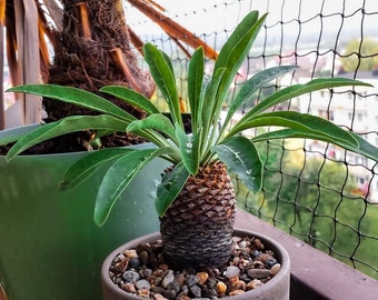 Euphorbia Bupleurifolia - Tannenzapfenpflanze - Palmkaktus - Selten - 2 Samen