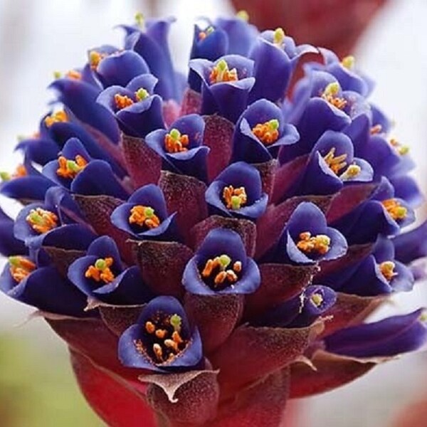 Puya Venusta * Coastal Purple Puya * Bromeliad * 10 Seeds * Rare