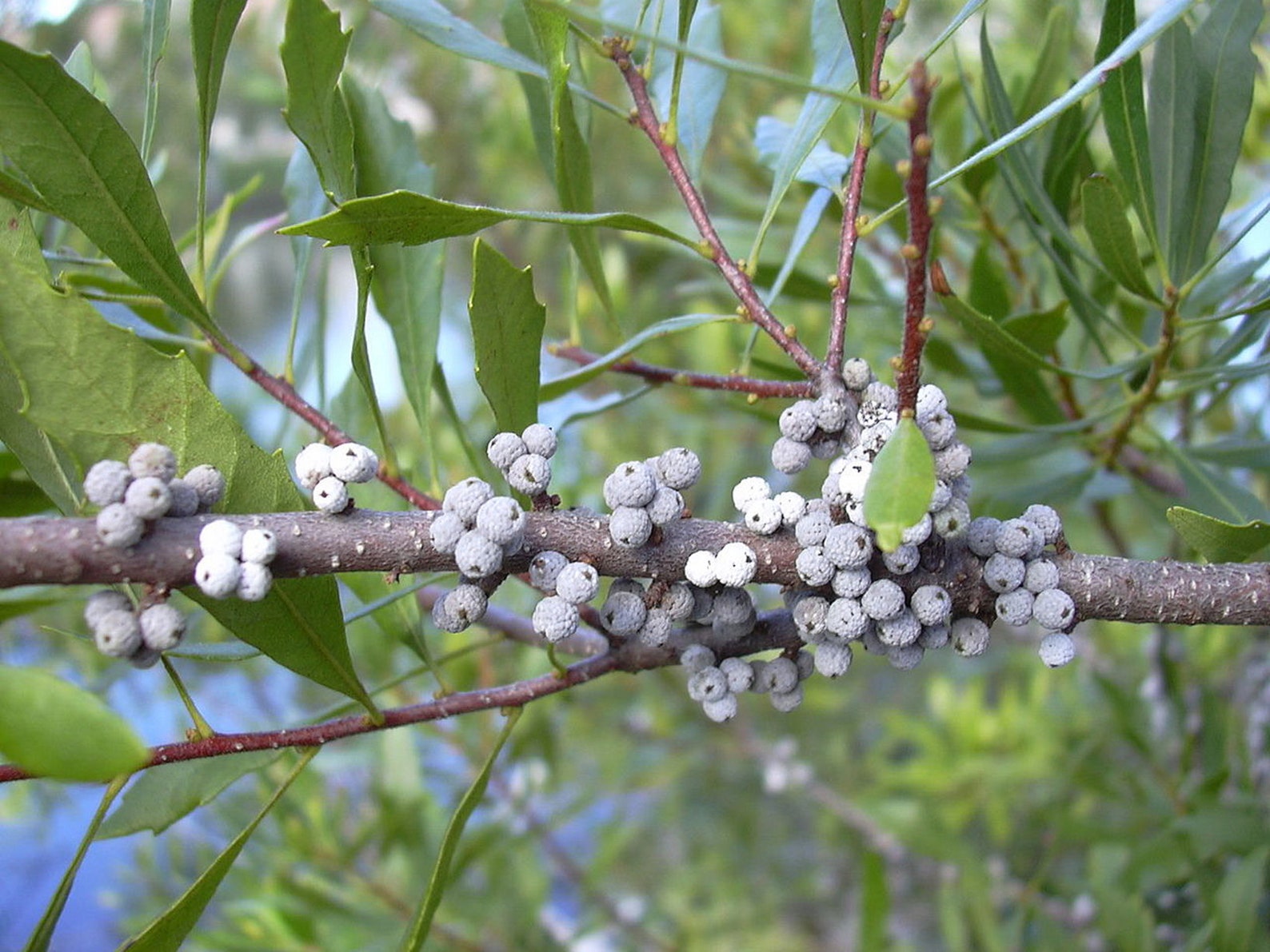 Myrica Cerifera Southern Bayberry Wax Myrtle Rare 10 Etsy