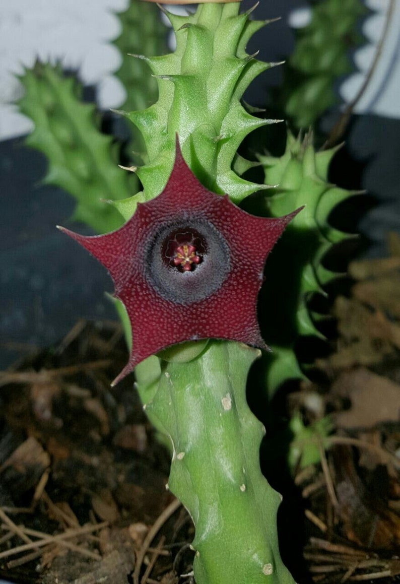 Huernia Macrocarpa Stunning Red Succulent Very Rare 3 Etsy