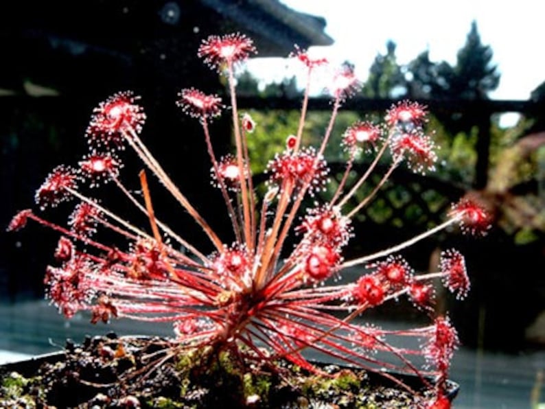 Drosera Paradoxa Carnivorous Very Rare Plant 5 Seeds Woolly Etsy Canada