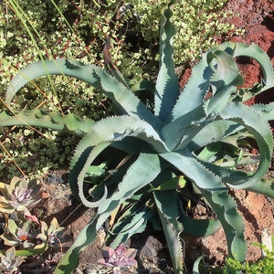 Agave Gypsophila Gypsum Century Plant Wavy Twisted Leaves 5 Seeds image 1