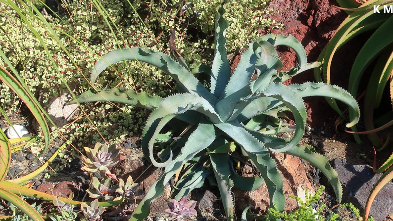 Agave Gypsophila Gypsum Century Plant Wavy Twisted Leaves 5 Seeds image 1