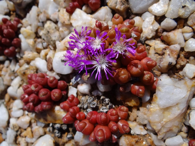 Oophytum Nanum Aizoaceae Living Stones Succulent 10 Seeds VERY RARE image 3