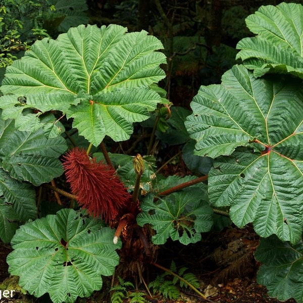 Gunnera Insignis - Poor Man's Parasol - Giant Leaves - Striking Garden Plant - 5 Seeds  - Rare