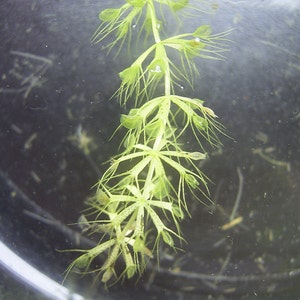 Aldrovanda vesiculosa Plante à roue hydraulique Carnivore aquatique Très rare 3 graines image 5
