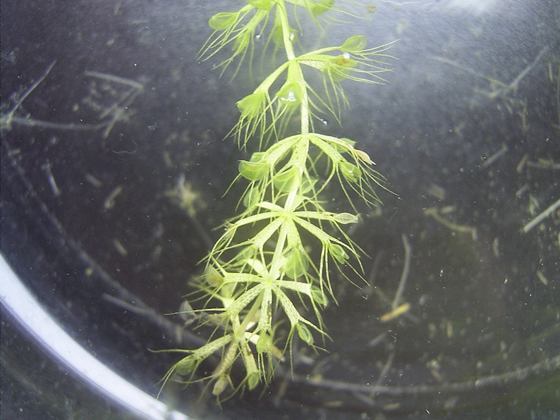 Aldrovanda vesiculosa Plante à roue hydraulique Carnivore aquatique Très rare 3 graines image 5