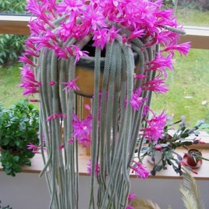 Aporocactus Flagelliformis ~ Disocactus Flagelliformis ~ Stunning Rat Tail Cactus ~ Pink Flowers ~ 5 Seeds ~