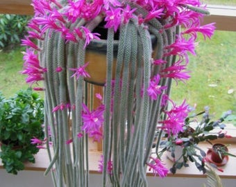 Aporocactus Flagelliformis ~ Disocactus Flagelliformis ~ Stunning Rat Tail Cactus ~ Pink Flowers ~ 5 Seeds ~