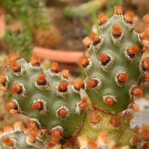 Tephrocactus Molinensis Opuntia Molinensis Fresh Cactus 5 Seeds Very Rare image 4