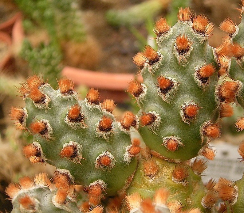 Tephrocactus Molinensis Opuntia Molinensis Cactus frais 5 graines Très rare image 4