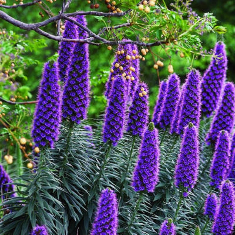 Echium Candicans 15 Seeds Perennial Sub shrub Pride Of Madeira Echium Candicans 15 Seeds Perennial Sub shrub Pride Of Madeira