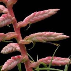 Tillandsia Cretacea Air Plant Bromeliad Rare Easy Growing 5 Seeds image 3