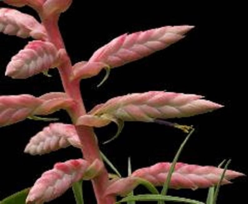 Tillandsia Cretacea Plante aérienne Broméliacées Rare Culture facile 5 graines image 3