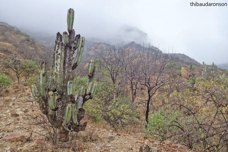 Neoraimondia Arequipensis Big Bed of Straw Rare Weird Cactus 20 Seeds image 4