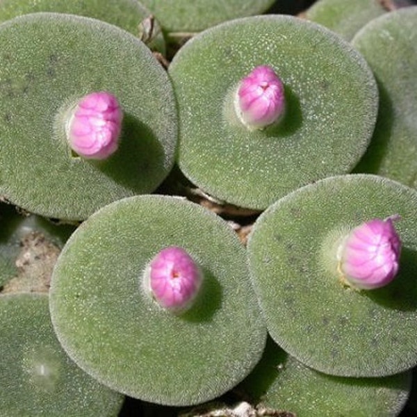 Conophytum Ernstii - 5 Seeds - Ultra Rare Succulent