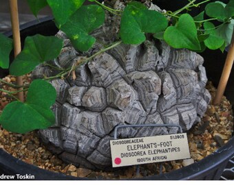 Dioscorea Elephantipes * 5 graines * Pied d'éléphant * Superbe caudiciforme * Rare *