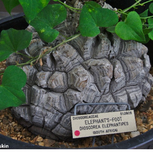 Dioscorea Elephantipes * 5 Seeds * Elephant Foot * Stunning Caudiciform * Rare *