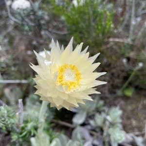 Syncarpha Speciosissima Cape Cream Everlasting Amazing Flowers Rare 5 Seeds image 1