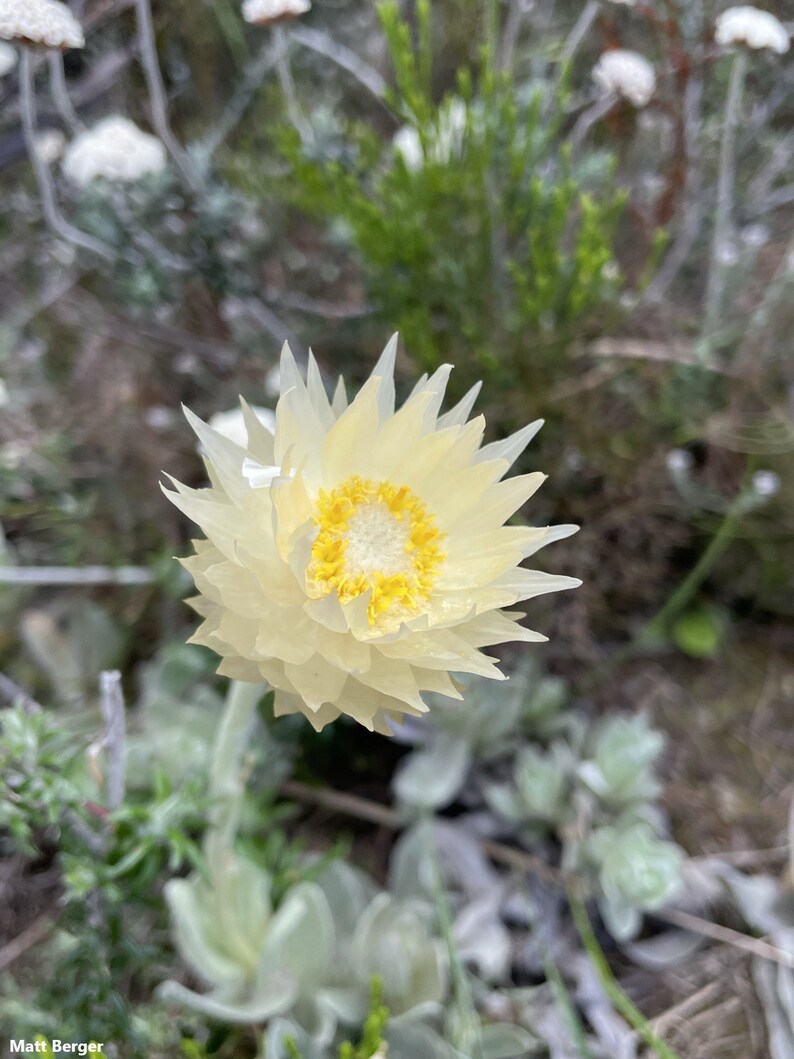 Syncarpha Speciosissima Cape Cream Everlasting Amazing Flowers Rare 5 Seeds image 1