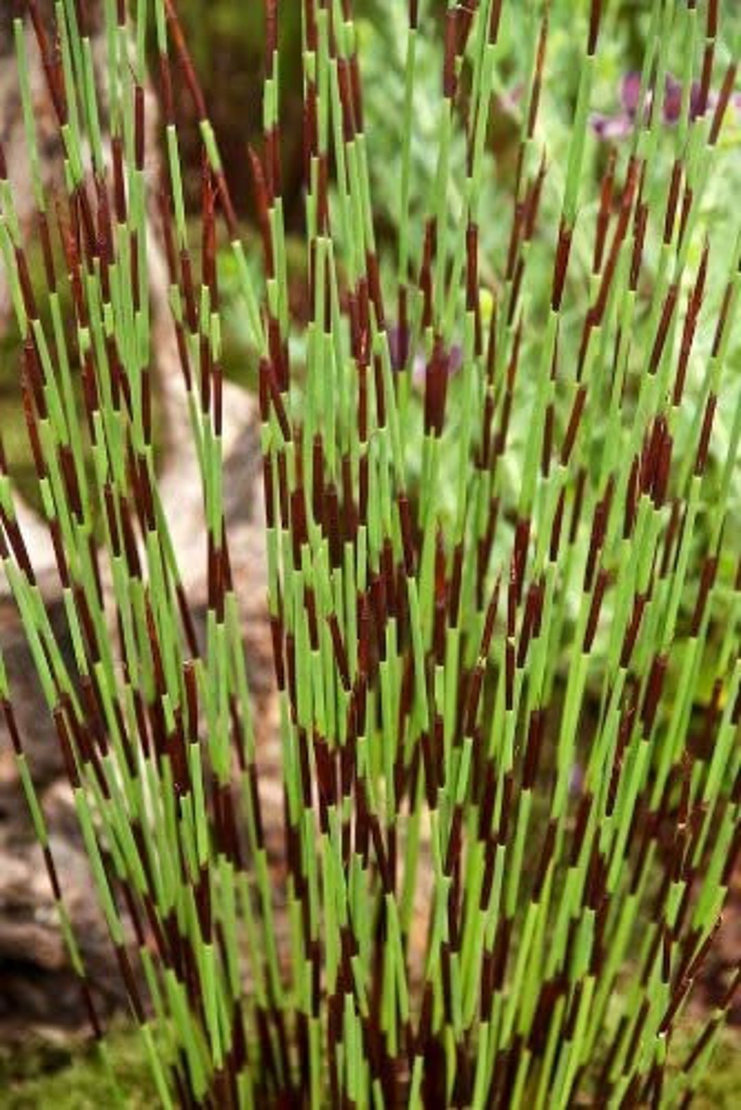 Elegia Tectorum Small Cape Rush Grass Rare 5 Seeds ID353 Etsy