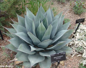 Agave Havardiana - Big Bend Texas Agava - Havard's Century Plant - 5 Seeds