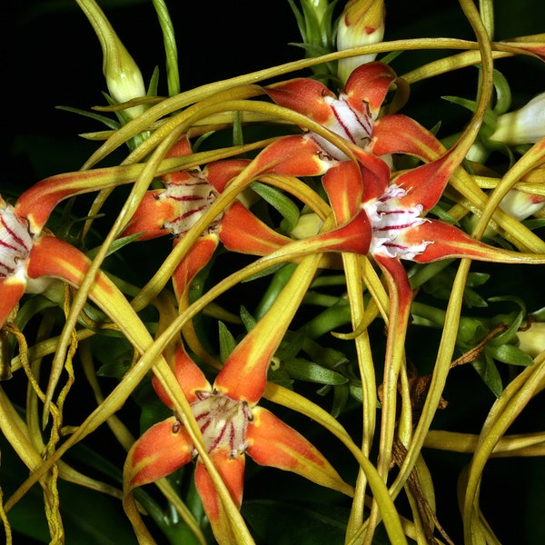 Strophanthus Speciosus - The Forest Poison Rope - Climber - 10 Seeds