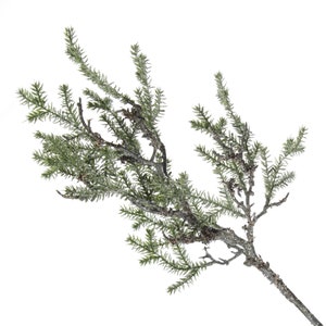 Cedar Branch Spray