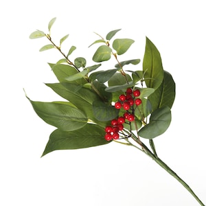 Eukalyptus mit roten Beeren-Weihnachts-Gischt