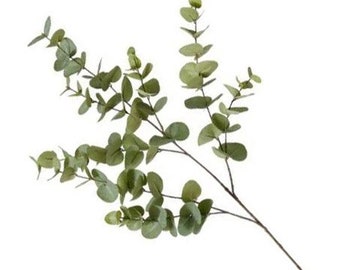 Eucalyptus Dollar Gum Spray