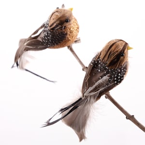 Può includere: Due uccelli piumati marroni e dorati con occhi neri e becchi gialli appollaiati su un ramo. Gli uccelli hanno piume macchiate di marrone e bianco.