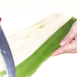 Aloe Vera Filleting: Peeling green outer leaf to reveal inner gel for skincare products.