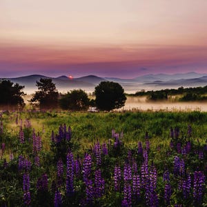 Photograph Fine Art Print of Lupines, Sugar Hill, New Hampshire, White Mountains, Landscape Photography, Photographic Print