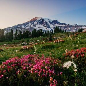 Photograph Fine Art Print of Paradise, Mount Rainier National Park, Washington, Landscape Photography, Photographic Print