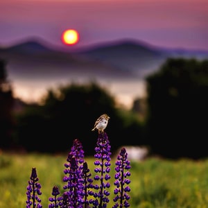 Photograph Fine Art Print of Sparrow on Lupines, Sugar Hill, New Hampshire, White Mountains, Landscape Photography, Photographic Print