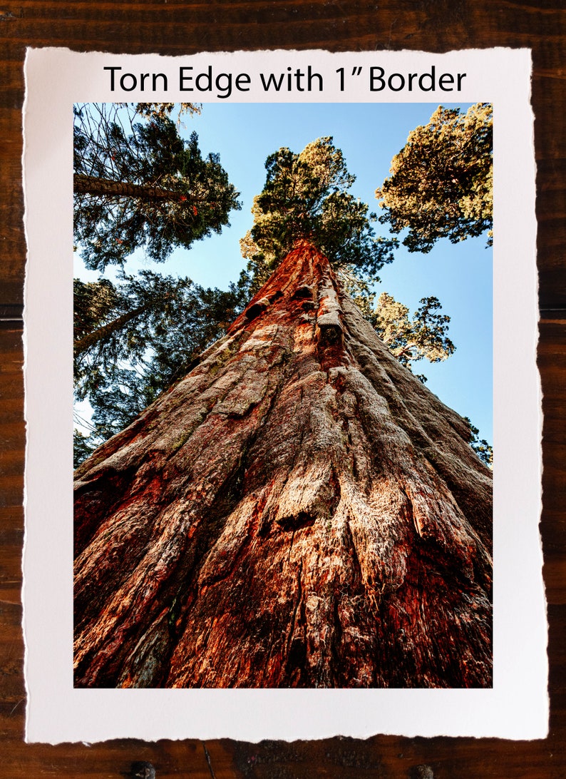 Photograph Fine Art Print of Sequoia National Park, California ...