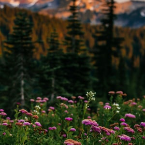 Photograph Fine Art Print of Paradise, Mount Rainier National Park, Washington, Landscape Photography, Photographic Print