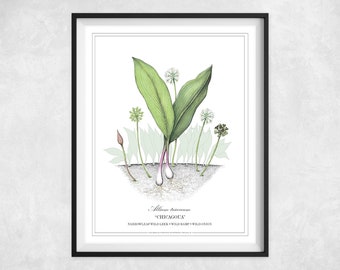 Chicago Wild Ramp Illustration - The Wild "Onion/Leek" as a Botanical Scientific Drawing | "Chicagoua"