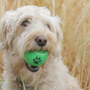 May include: A cream-coloured dog holding a green tennis ball with a black paw print in its mouth. The dog is set against a backdrop of golden-brown tall grass, creating a natural and playful scene.