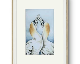 Gannets giclee PRINT ONLY by Angela Roberts