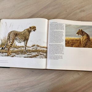 May include: An open book with two illustrations of wild cats. The left page shows a cheetah standing in a grassy field. The right page shows a lion sitting in tall grass. The text on the page reads "Cheetah Lozenge".