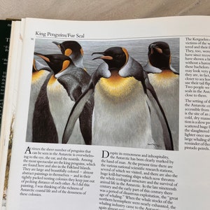 May include: A close-up illustration of a group of king penguins standing on a rocky shore. The penguins are black and white with yellow markings on their chests. The illustration is set against a background of a blue ocean.