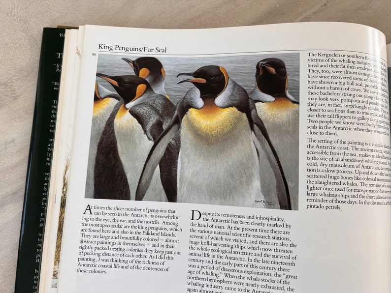 May include: A close-up illustration of a group of king penguins standing on a rocky shore. The penguins are black and white with yellow markings on their chests. The illustration is set against a background of a blue ocean.