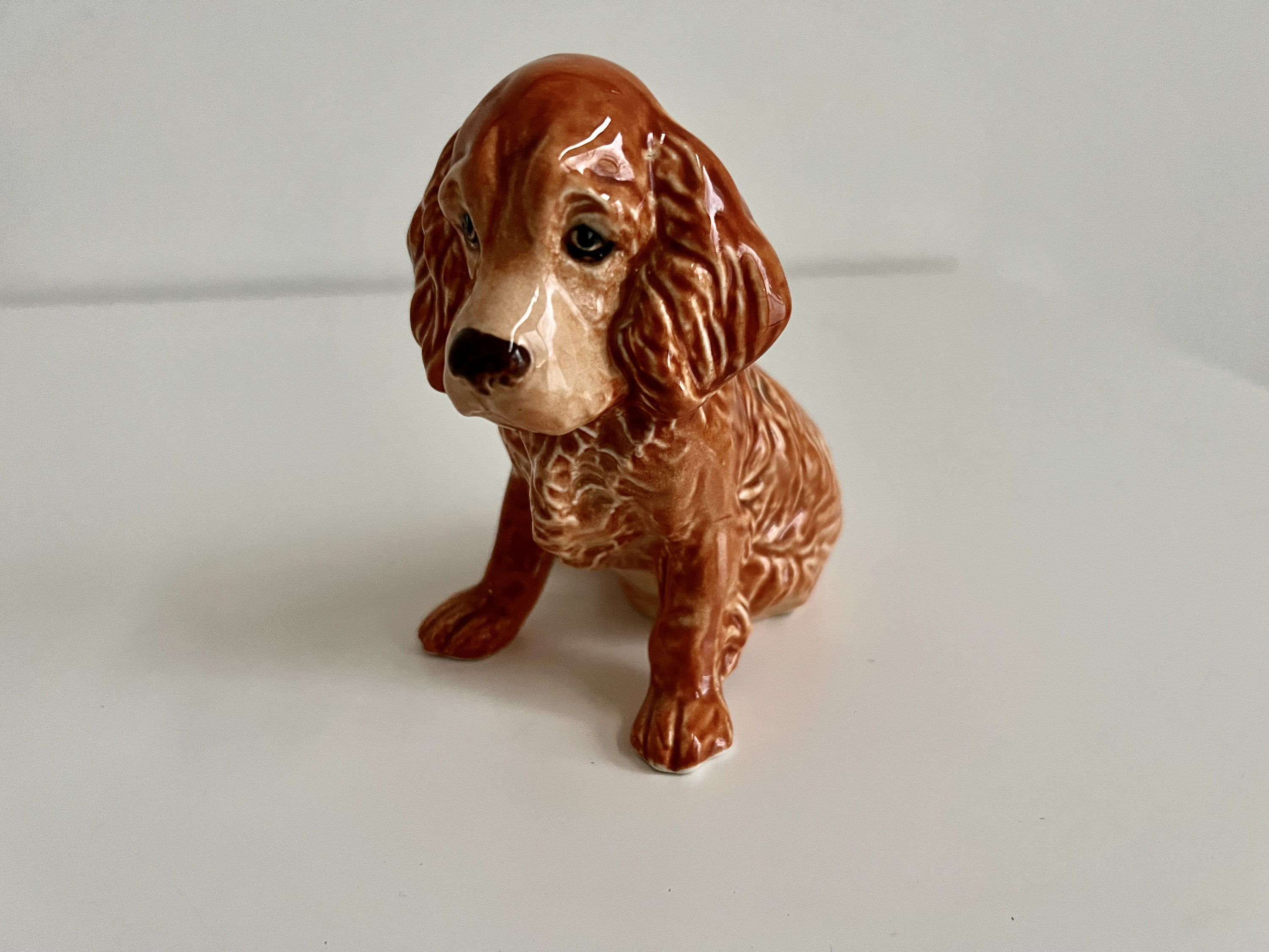 Notre nouveau chiot Joaquim 🩵 : r/cockerspaniel, image size:3000x2250