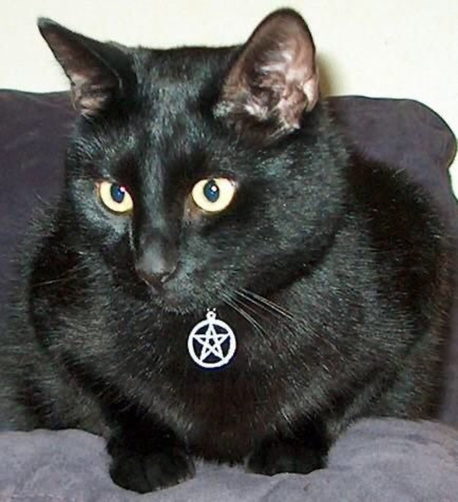 Кот с цепью